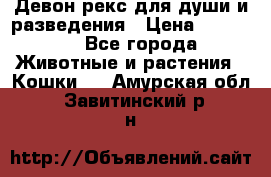 Девон рекс для души и разведения › Цена ­ 20 000 - Все города Животные и растения » Кошки   . Амурская обл.,Завитинский р-н